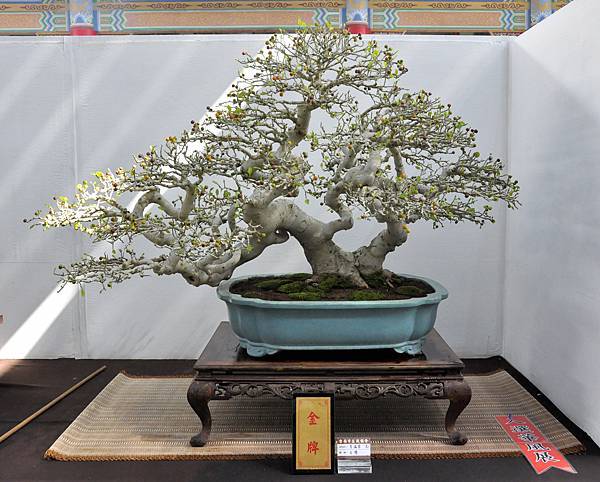 2022台南盆栽展_017.JPG