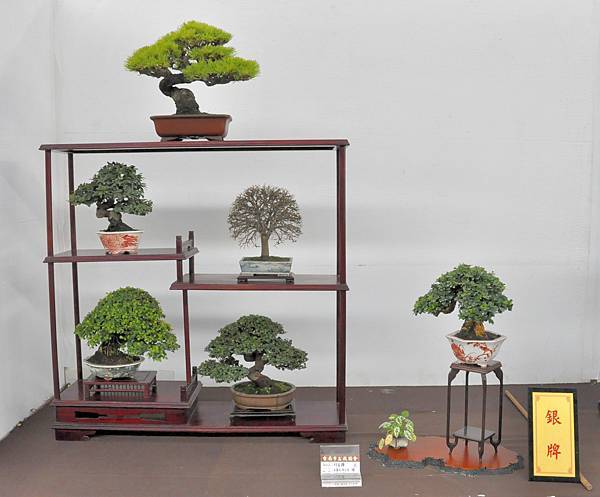 2022台南盆栽展_067.JPG