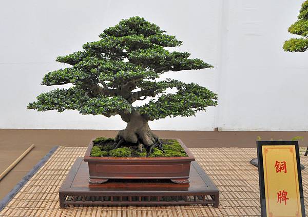 2022台南盆栽展_112.JPG
