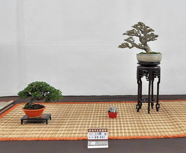 2022台南盆栽展_185.JPG