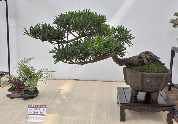 2022台南盆栽展_199.JPG