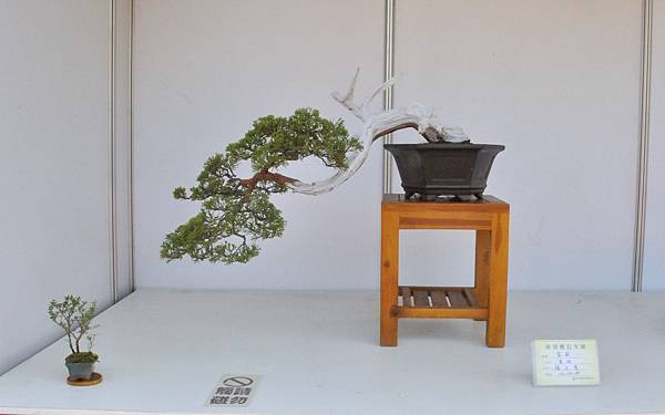 2022南投盆栽展_00102.jpg