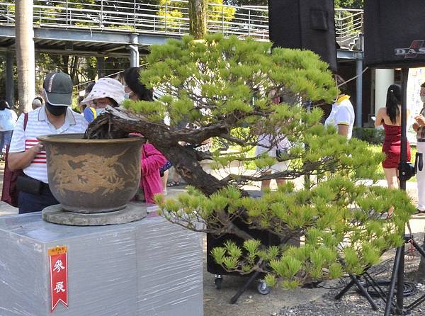 2022南投盆栽展_00128.jpg