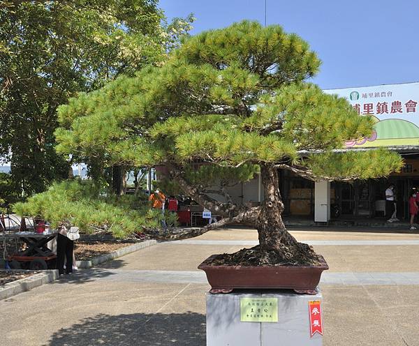 2022南投盆栽展_00134.jpg