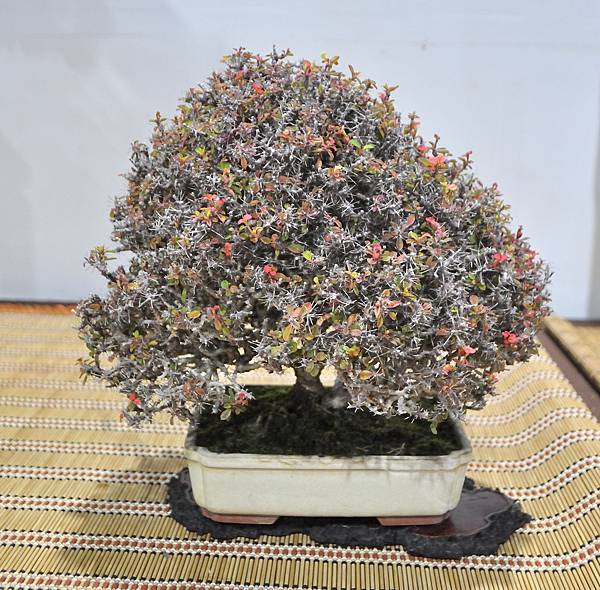 2022台灣花菓展_00035.jpg