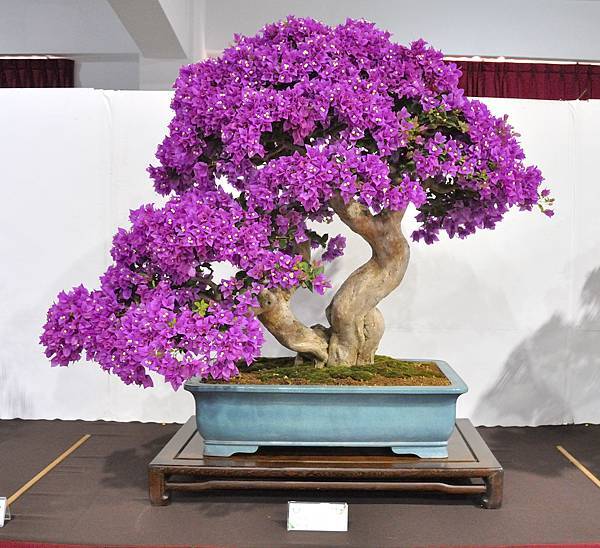 2022台灣花菓展_00151.jpg