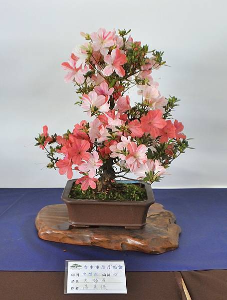 2023台中皋月杜鵑展_00056.jpg