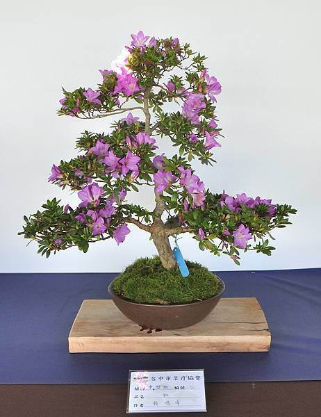 2023台中皋月杜鵑展_00066.jpg
