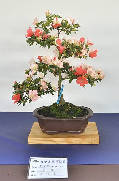 2023台中皋月杜鵑展_00079.jpg