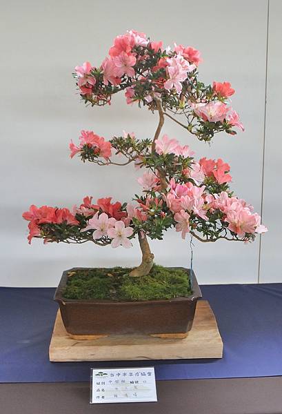 2023台中皋月杜鵑展_00080.jpg