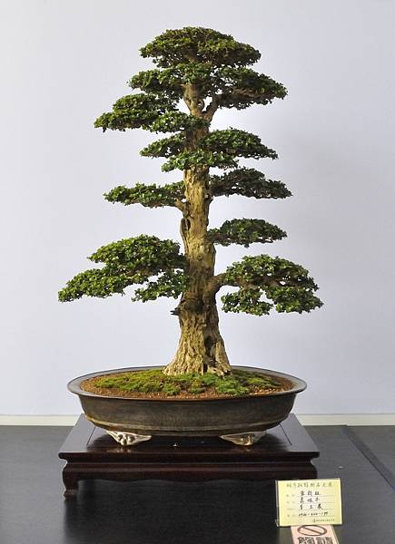 2023明潭松韻樹石大展_00145.jpg