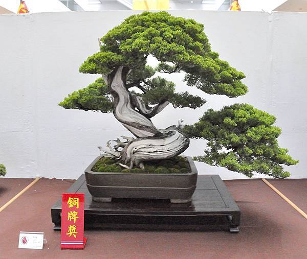 2023台中盆栽展_00127.jpg