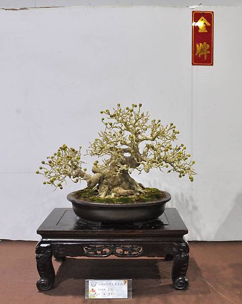 2023台灣花菓盆栽展_00033.jpg