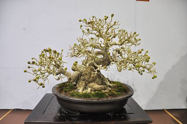 2023台灣花菓盆栽展_00034.jpg