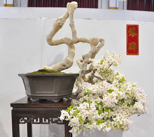 2023台灣花菓盆栽展_00060.jpg