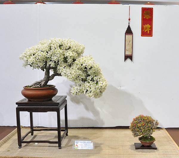 2023台灣花菓盆栽展_00061.jpg