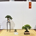 2023台灣花菓盆栽展_00092.jpg