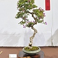 2023台灣花菓盆栽展_00101.jpg