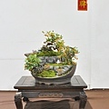 2023台灣花菓盆栽展_00104.jpg