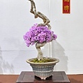 2023台灣花菓盆栽展_00103.jpg