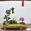 2023台灣花菓盆栽展_00112.jpg