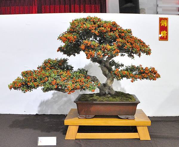 2023台灣花菓盆栽展_00116.jpg