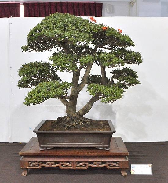 2023台灣花菓盆栽展_00120.jpg