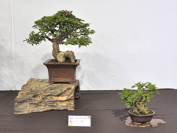 2023台灣花菓盆栽展_00126.jpg