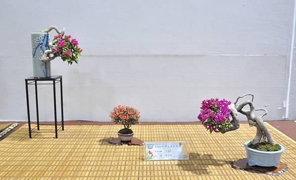 2023台灣花菓盆栽展_00134.jpg