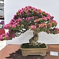 2023台灣花菓盆栽展_00150.jpg