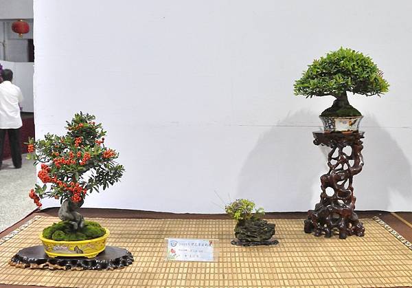 2023台灣花菓盆栽展_00151.jpg