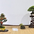 2023台灣花菓盆栽展_00151.jpg