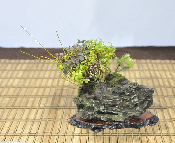 2023台灣花菓盆栽展_00155.jpg