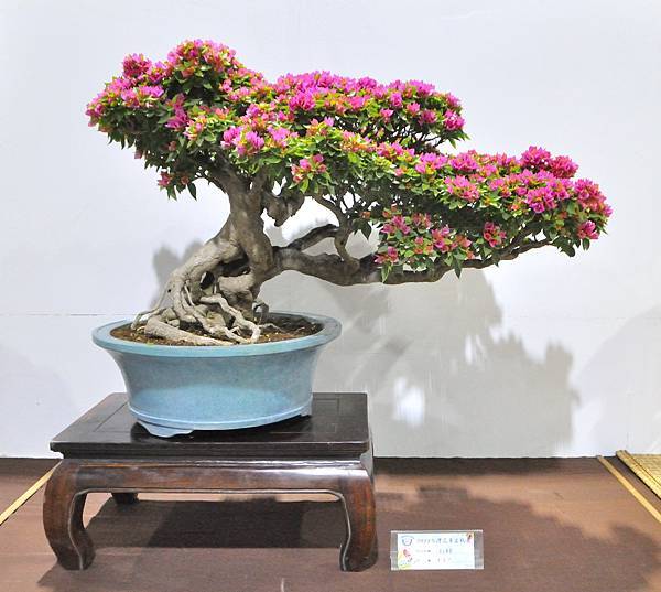 2023台灣花菓盆栽展_00156.jpg