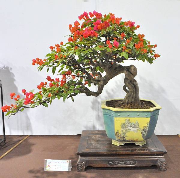 2023台灣花菓盆栽展_00161.jpg