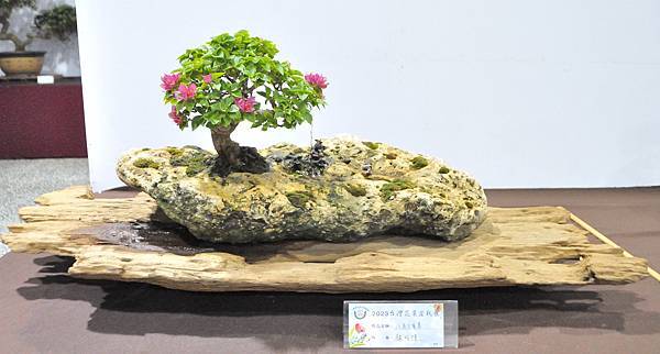 2023台灣花菓盆栽展_00184.jpg