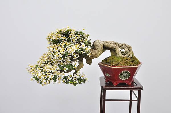 2024雅風展_36.JPG