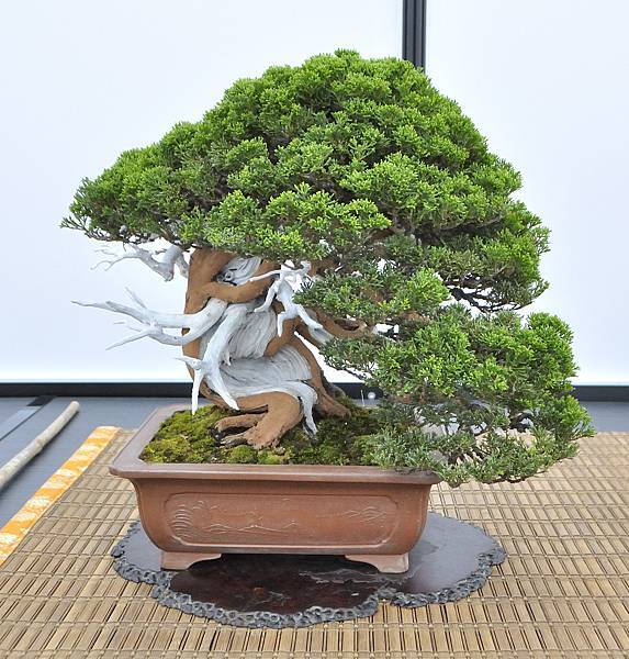 2024雅風展_37.JPG