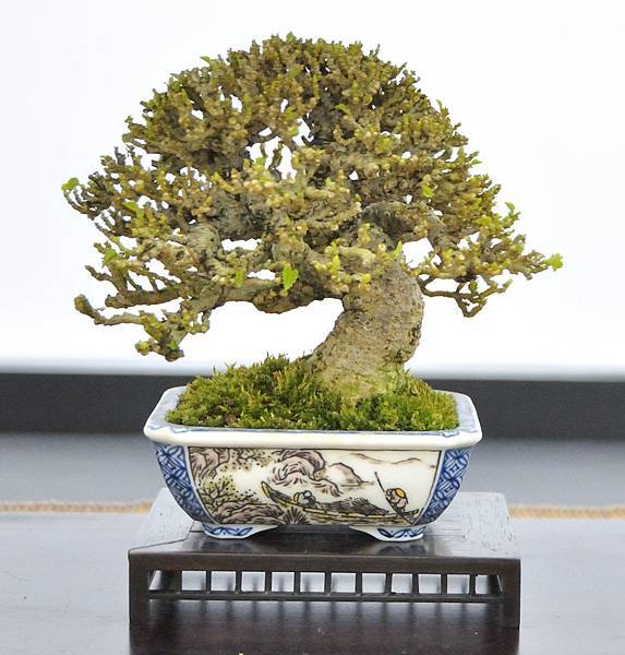 2024雅風展_55.JPG