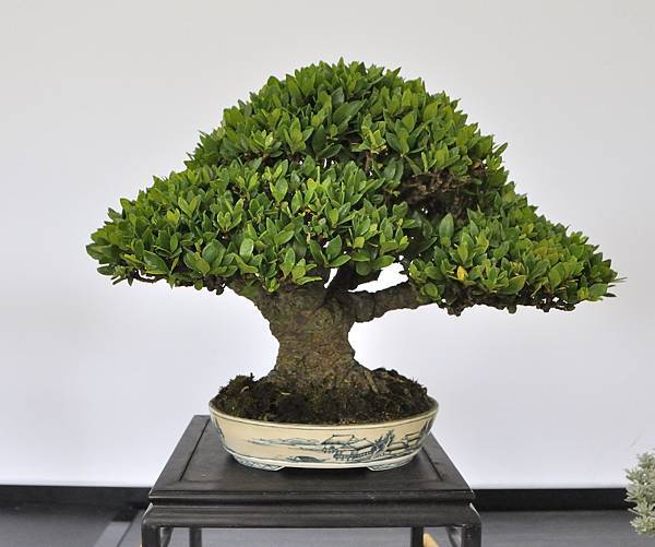 2024雅風展_62.JPG