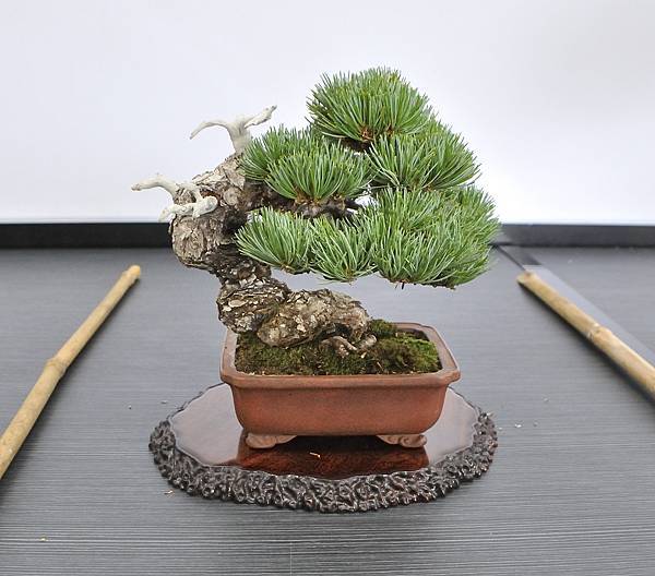 2024雅風展_69.JPG