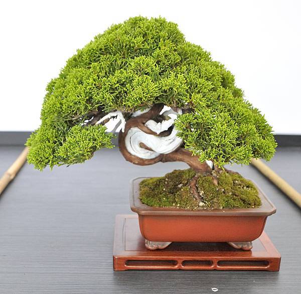 2024雅風展_71.JPG