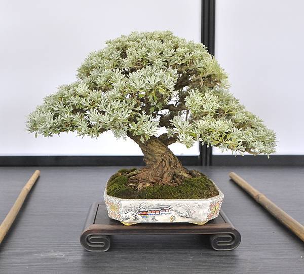 2024雅風展_74.JPG