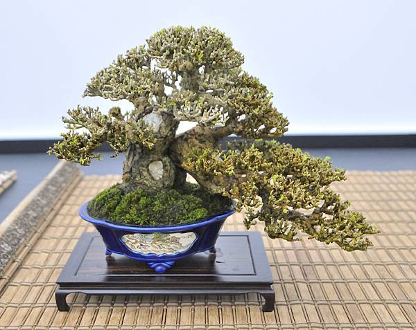 2024雅風展_77.JPG
