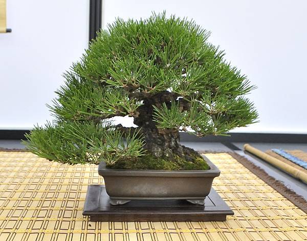 2024雅風展_82.JPG