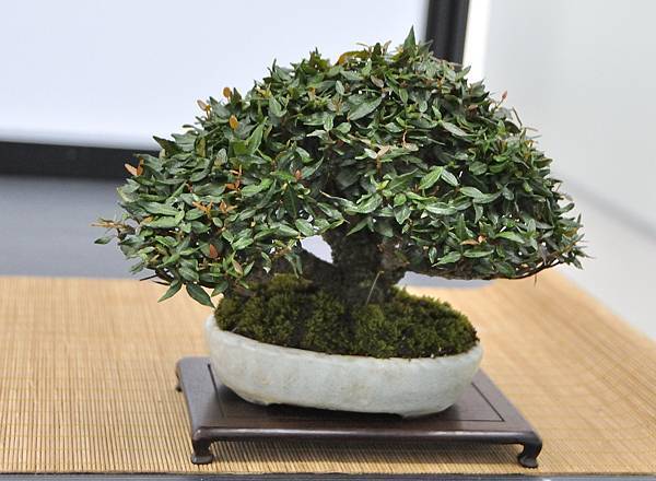 2024雅風展_91.JPG