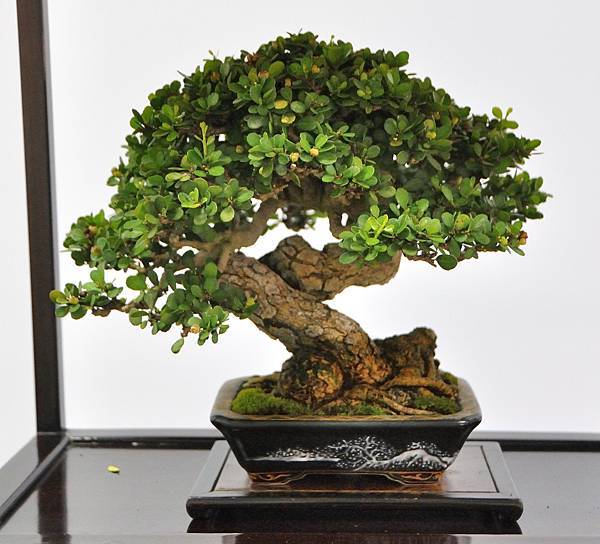 2024雅風展_112.JPG