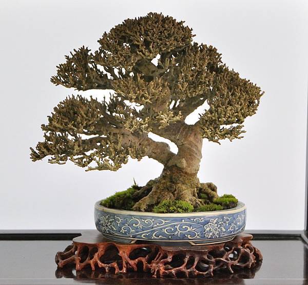 2024雅風展_111.JPG