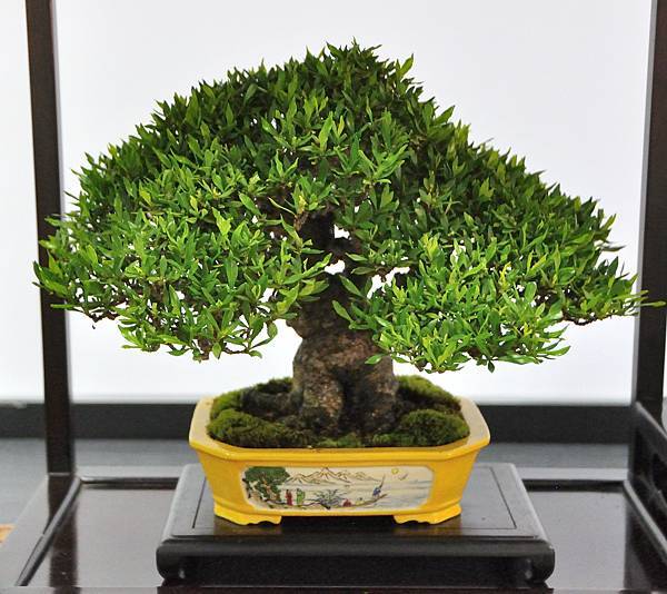2024雅風展_114.JPG
