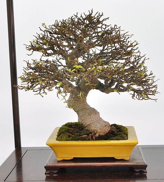 2024雅風展_121.JPG